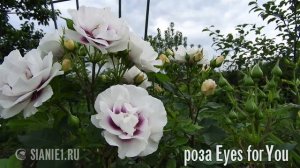 Кустовая роза Eyes for You