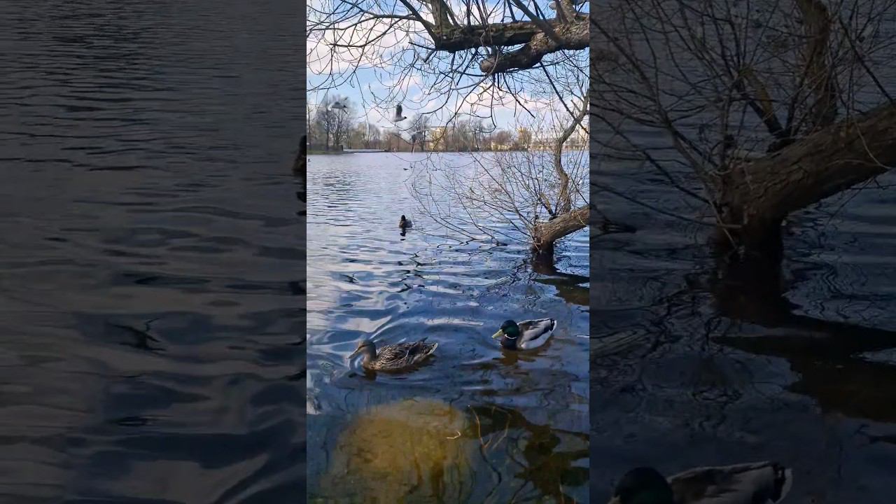 Пришли покормить уточек, а тут больше чаечек #жизньвовремяпутешествий #ольгин_пруд#петергоф#утки смотреть онлайн