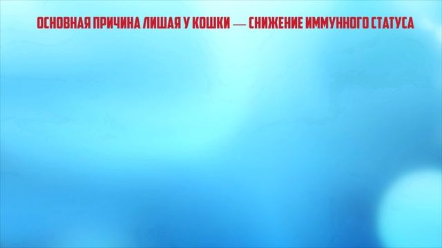 Лишай у кошек, как распознать и чем лечить? смотреть онлайн