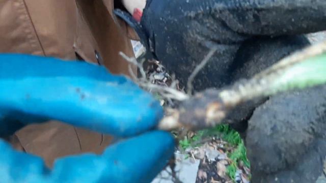 Prepping Raspberry Canes and Perennials for Winter Gardening Vlog • Growing Home Gardening смотреть онлайн