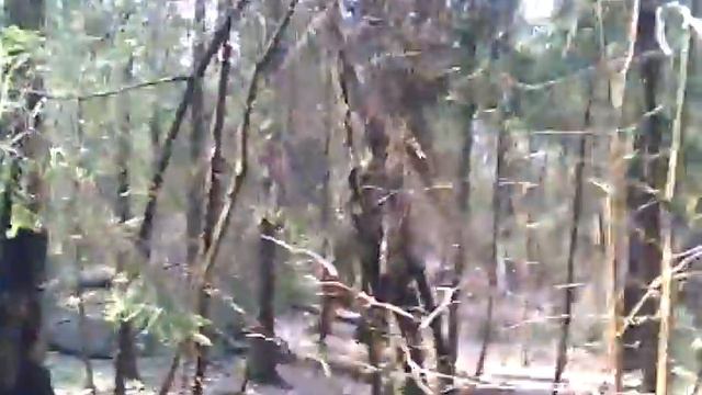 Лес весна речей лягушка смотреть онлайн