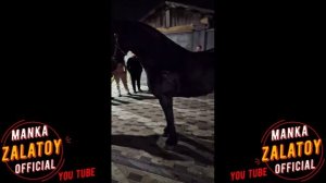 бахталэ рома - бахталэ мануша - цыганские кони 2023new