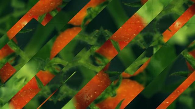 ЗАЧЕМ СПАТЬ В МОКРЫХ НОСКАХ и еще 9 странных привычек для ДОЛГОЛЕТИЯ