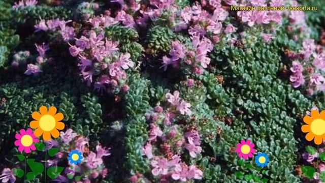 Тимьян (Чабрец) ранний Минор. Краткий обзор, описание характеристик thymus praecox Minor смотреть онлайн
