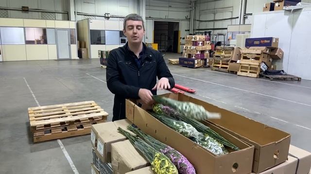 Преимущества колумбийской статицы перед голландской? | СТАТИЦА ОПТОМ. ЛИМОНИУМ ОПТОМ смотреть онлайн