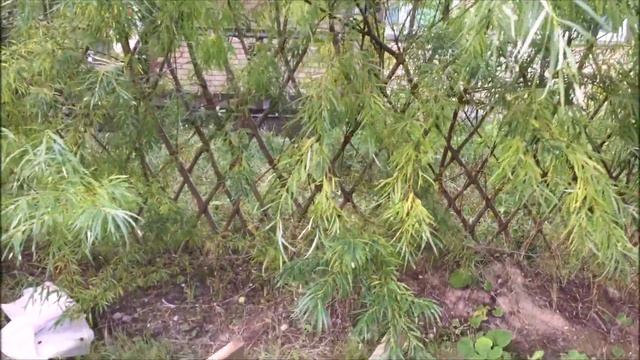 ПАВИВА Живая изгородь 1-2-3 год. Сорта живой изгороди смотреть онлайн