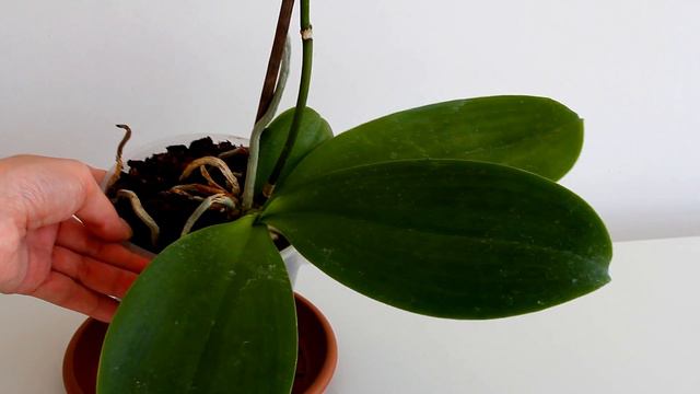 Orchid Identification - Phalaenopsis Brother Sara Gold