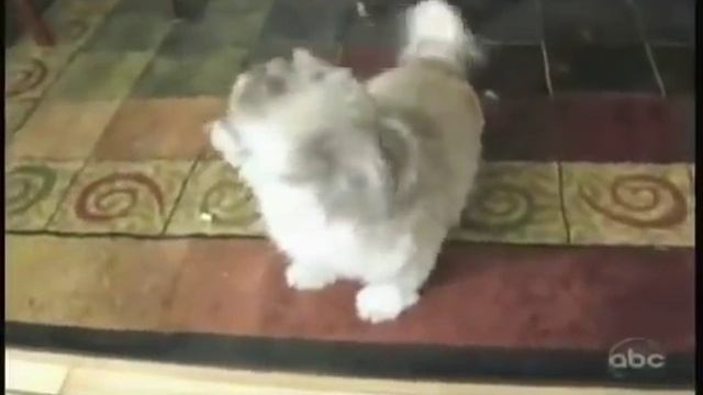 Смешное видео собака орет, как человек = смотреть онлайн