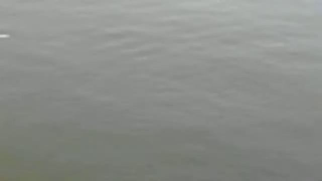 Рыбалка белого амура на магистральном канале смотреть онлайн