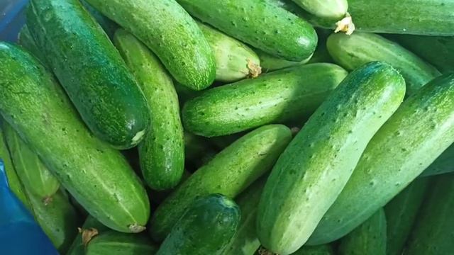 giá dưa leo hôm nay ngày 14/4 смотреть онлайн