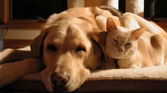 Расслабляющая музыка для собак нервной - расслаб смотреть онлайн