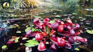 Саррацения. Сергей Куницын. Хищные растения