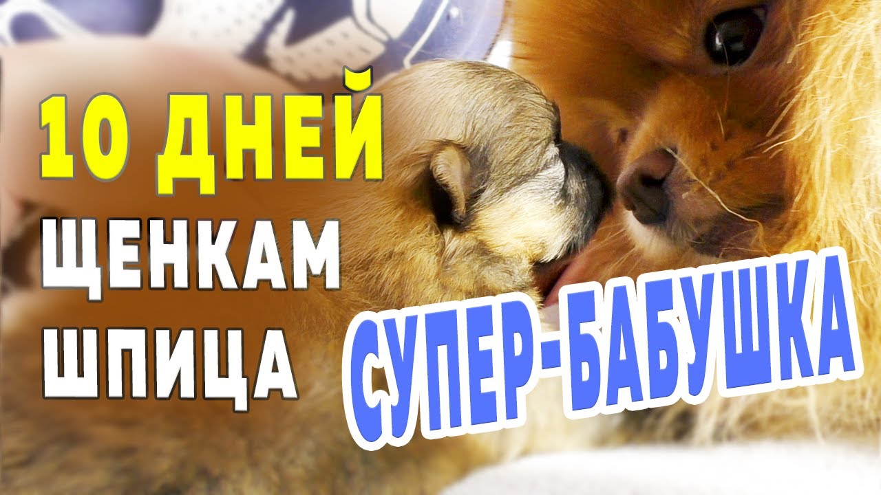 Щенкам шпица 10 дней. Шпиц Оливия – супер-бабушка Улыбнуло. Растут померанские шпицы