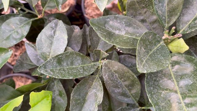 Наличие Цитрусовых. Часть 1 🍋🎄 С Новым годом 🎄 смотреть онлайн