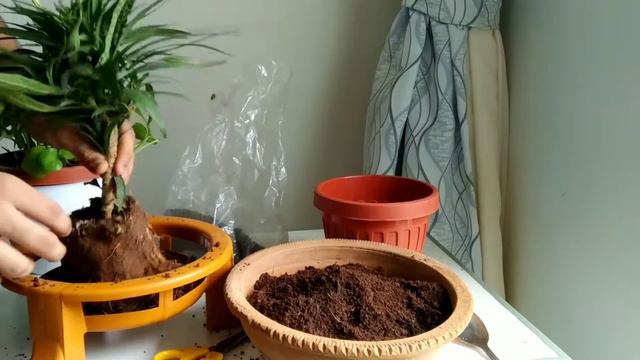 Repotting Mexican Petunia.