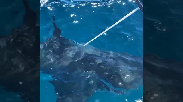 Great White in our favourite spot Coffin Bay SA смотреть онлайн