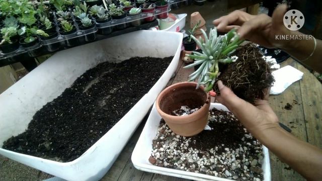 Suculenta Senecio Scaposus / Replante.