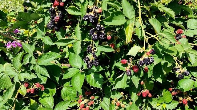 ??ЛОХ ТЕЙ - РАННИЙ СОРТ ОЧЕНЬ ВКУСНОЙ ЕЖЕВИКИ смотреть онлайн