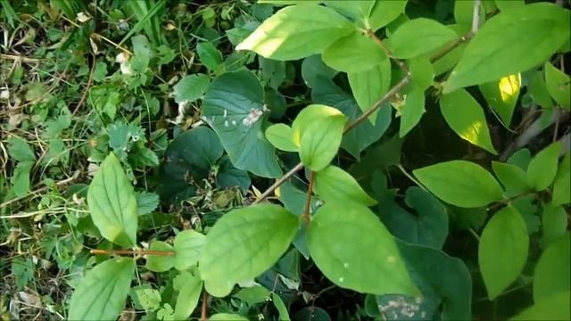 Обрезка чубушника после цветения смотреть онлайн