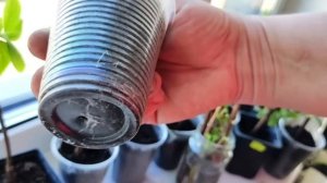 Черенкование гортензии 3 способами | Результаты черенкования гортензий 3 недели спустя