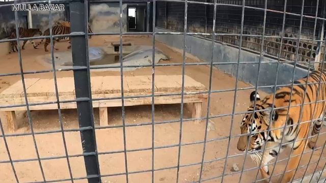 Wildlife Park in Umm Al Quwain | Zoo in Umm Al Quwain | The Zoo in UAE |Must visit place in UAE смотреть онлайн