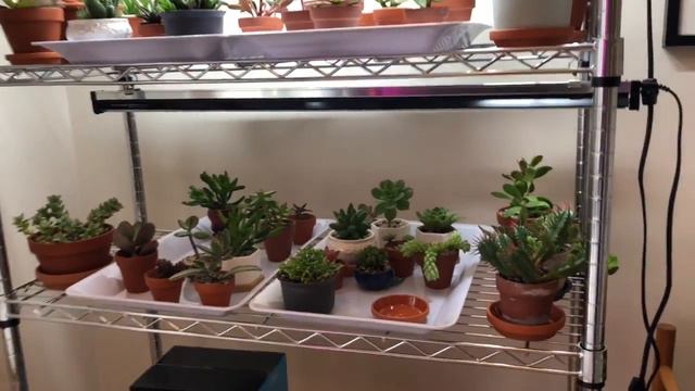 SUCCULENTS Move Inside Vlog #2 | Echeveria Tidy Up & Broken Lights смотреть онлайн