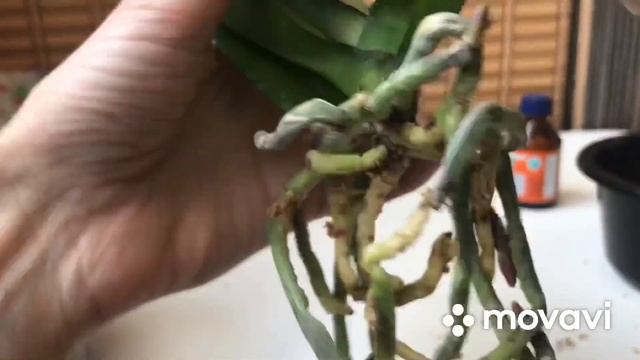 Пересадка Азиатской Орхидеи Биг Лип из мха в Двойной горшок/система "мокрые пяточки" смотреть онлайн
