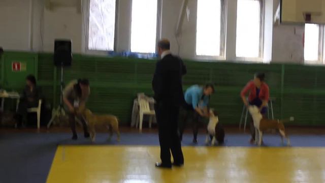 ам.стафф кобели сравнение 17.05.2015 CACIB Владивосток смотреть онлайн