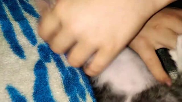 Котик Барли воин и настоящий охотник , не отпускает, глаза светятся смотреть онлайн