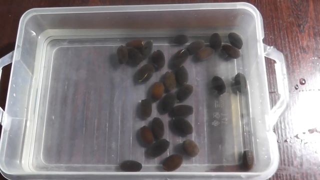 ?? Нимфея Лотос из семян Выращивание водяной лилии кувшинки в домашних условиях (1я Часть ) смотреть онлайн