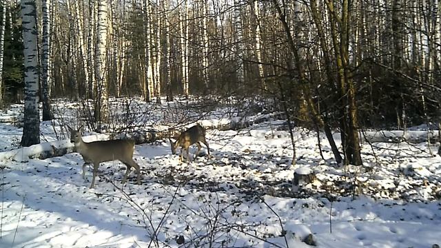 2КОСУЛИ НА КОРМУШКЕ . ФОТО ЛОВУШКА ЭПИЗОД 3. смотреть онлайн