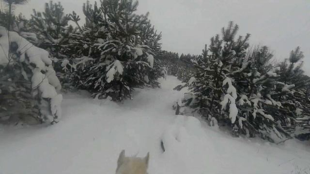 Зимняя прогулка в лесу на лошади смотреть онлайн