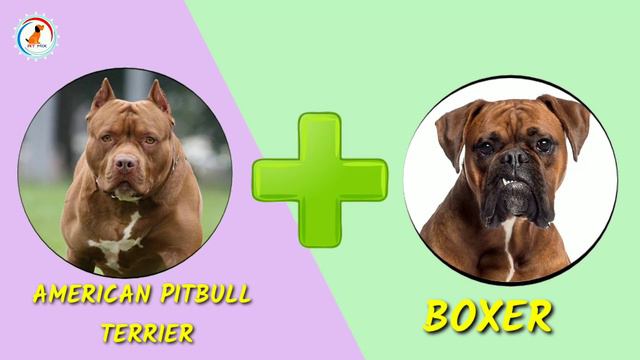 10 Incredible Mixed Cross Hybrid of Boxer | 2019 | Finest Dog cross breeds смотреть онлайн