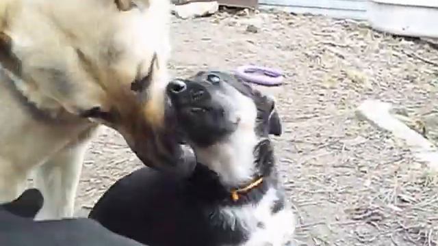 Щенки ВЕО - 12.03.2017 смотреть онлайн