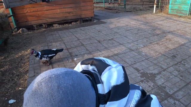 Забавные животные. Верблюды, ослики, пони и яки в зоопарке. Как едят животные. Funny animals. смотреть онлайн