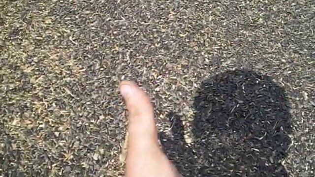 подсолнечник смотреть онлайн