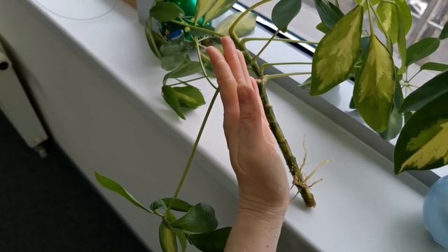 Шефлера укоренение, размножение смотреть онлайн