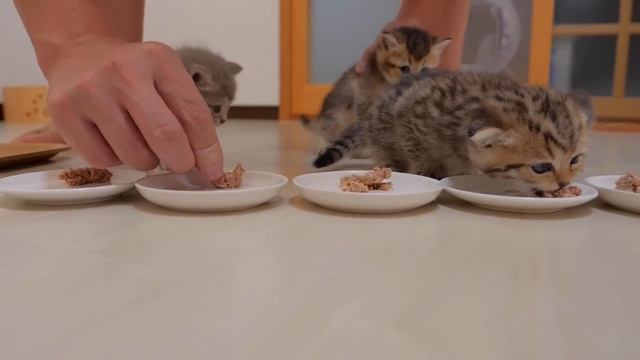A cute kitten who looks displeased when his mother takes away his baby food смотреть онлайн