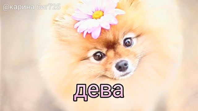 Знаки задиаков Какая ты собака по знаку зодиака смотреть онлайн