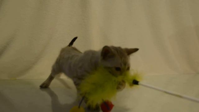 бенгальский котенок смотреть онлайн