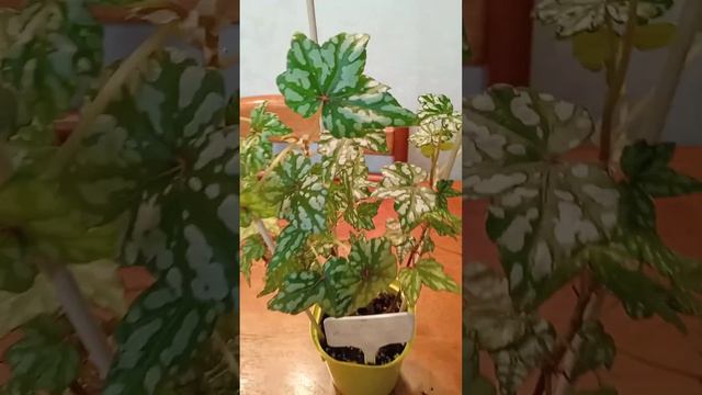 Бегонии дома у Натальи смотреть онлайн