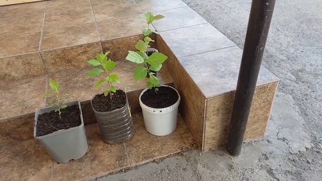 Платан и Катальпа/Platan and Catalpa смотреть онлайн