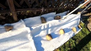 ??Виноград. Какой геотекстиль использовать для укрытия винограда. Дорнит. Виноград в Беларуси.