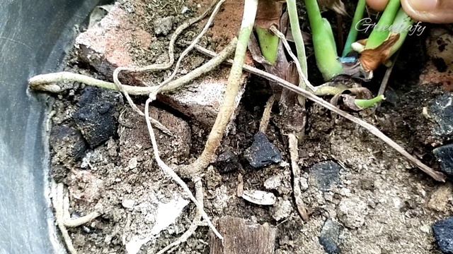 Anthurium plant care in malayalam|propagation|greenleafy. смотреть онлайн