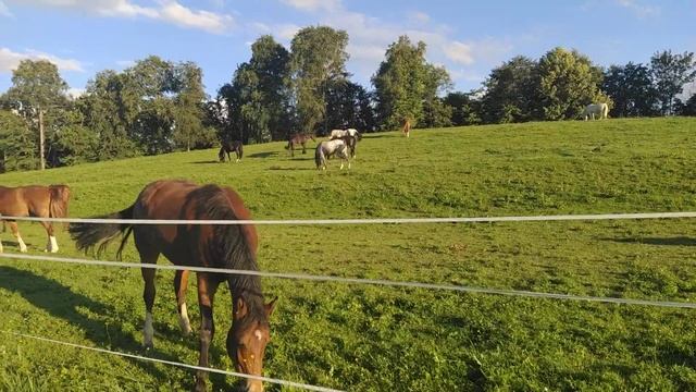 Horses in Thurgau Switzerland смотреть онлайн