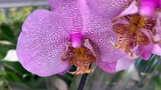 Орхидеи в Леруа Мерлен Москва Варшавка 12.05.23 смотреть онлайн