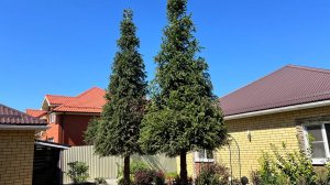 Высокие ели - обрезка, стрижка и оригинальная форма