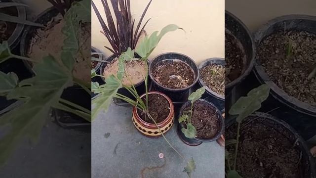 How to grow philodendron Xanadu plant || tips and care || indoor plant смотреть онлайн