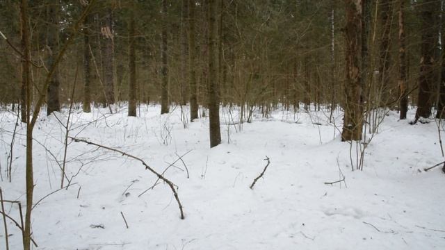 Охота на волка. Поехали за волком, но встретились только лоси. смотреть онлайн