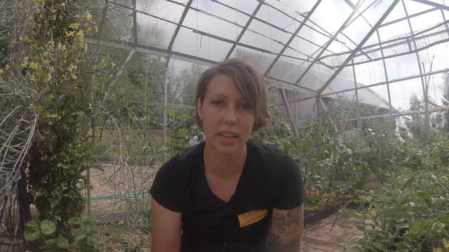 Uppföljning av TOMATEXPERIMENTET. Sådder under feb, mars, april, kallsådd och halshuggning av tomat смотреть онлайн